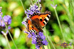 Schmetterling-2011-06-11-0188