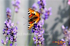 Schmetterling-2011-06-11-0209