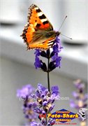 Schmetterling-2011-06-11-0222
